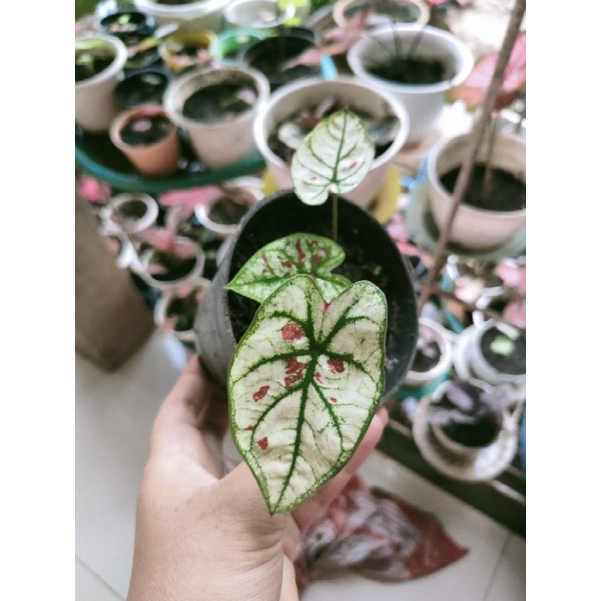 paketan caladium pink guava red dragon dan julatrecon