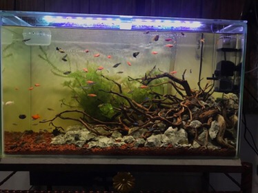 Pot Bunga Tanaman Nkt Kotak 7 Cm