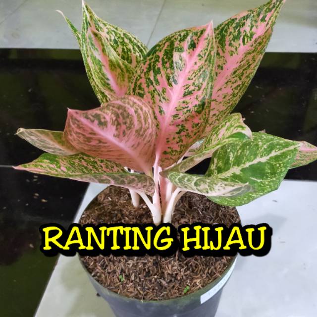 bibit bunga aglonema Tamara (bibit tanaman bunga hias)