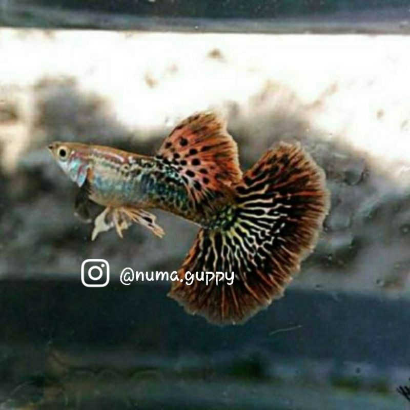 Ikan guppy Red dragon