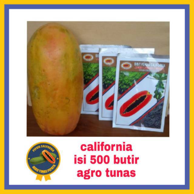 Benih pepaya california isi 500 butir AGRO TUNAS