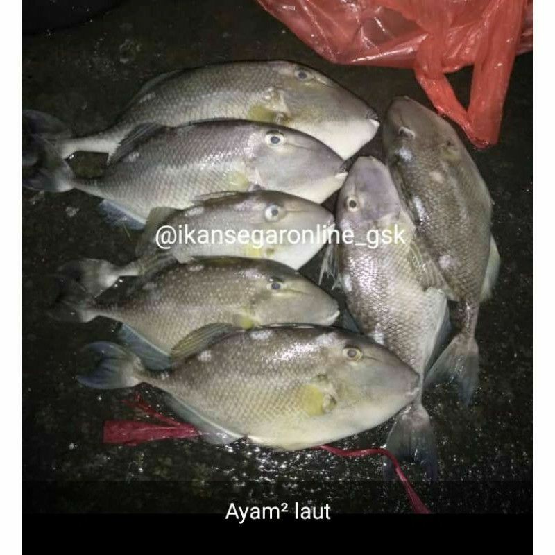

ikan ayam laut