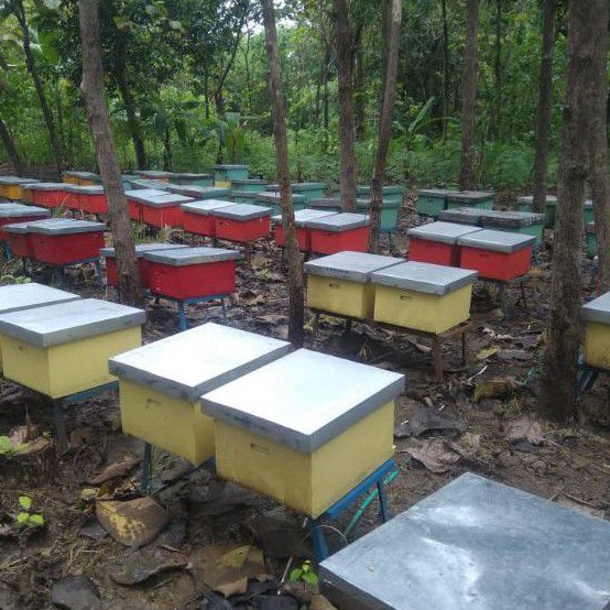 

Madu Murni | Madu Asli lebah Apis Malifera 1 kg