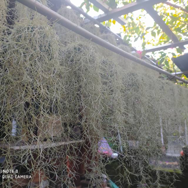 Jenggot musa/janggut musa