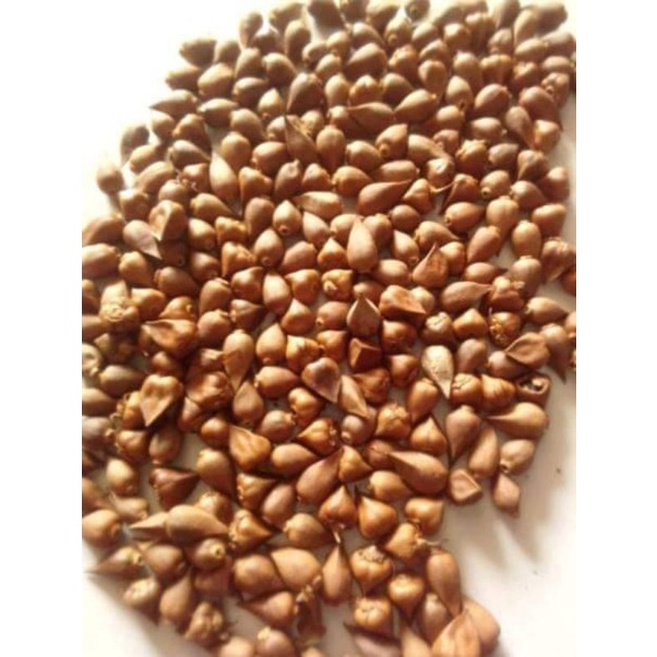 BIJI BUNGA AMP / Air Mata Pengantin