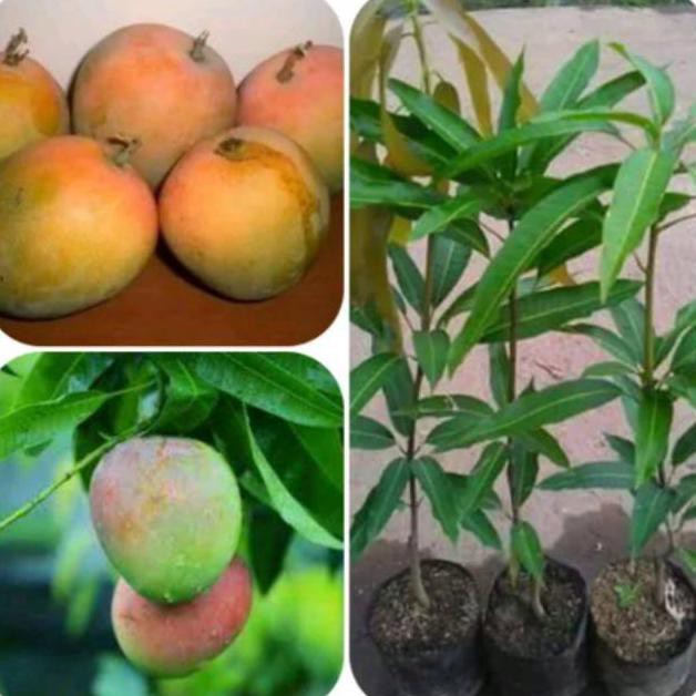 Bibit Mangga Gedong Gincu Okulasi // Bibit Mangga Unggul Gedong Gincu Berbunga Oxy