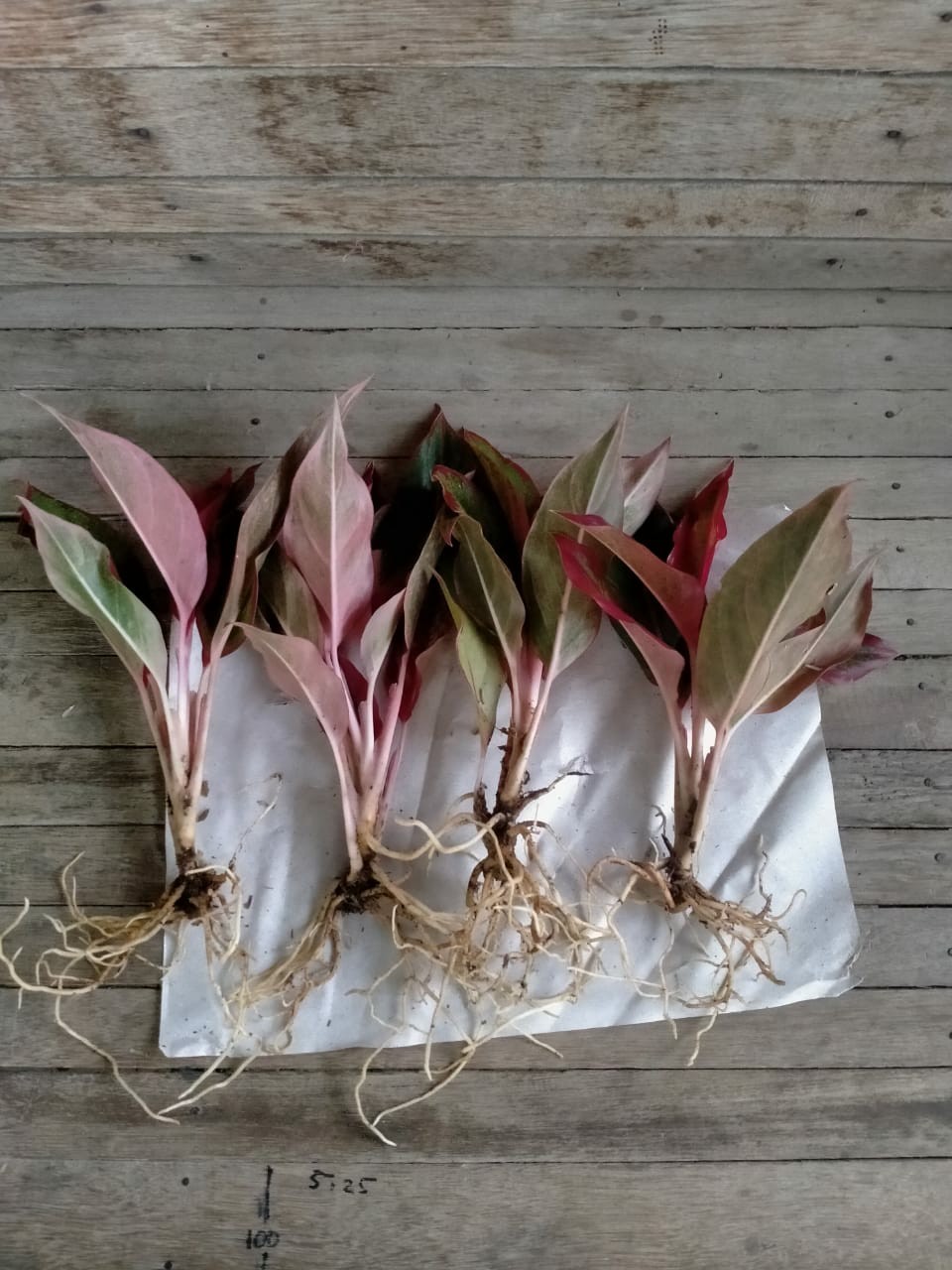 Aglonema Lipstik ( Siam Aurora) Aglopedia