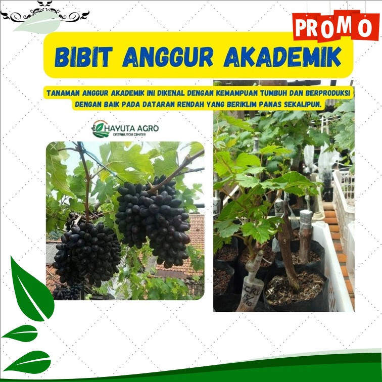 TANAMAN ANGGUR IMPORT AKADEMIK, bibit buah anggur import akademik garansi valid