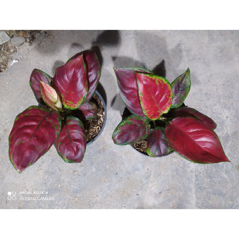 Aglaonema Black Maroon
