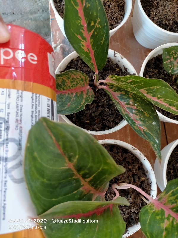 Aglonema Golden Siam Mutasi