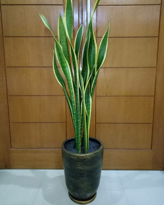 Pohon Sansiviera pembersih udara / lidah mertua / Pedang-pedangan
