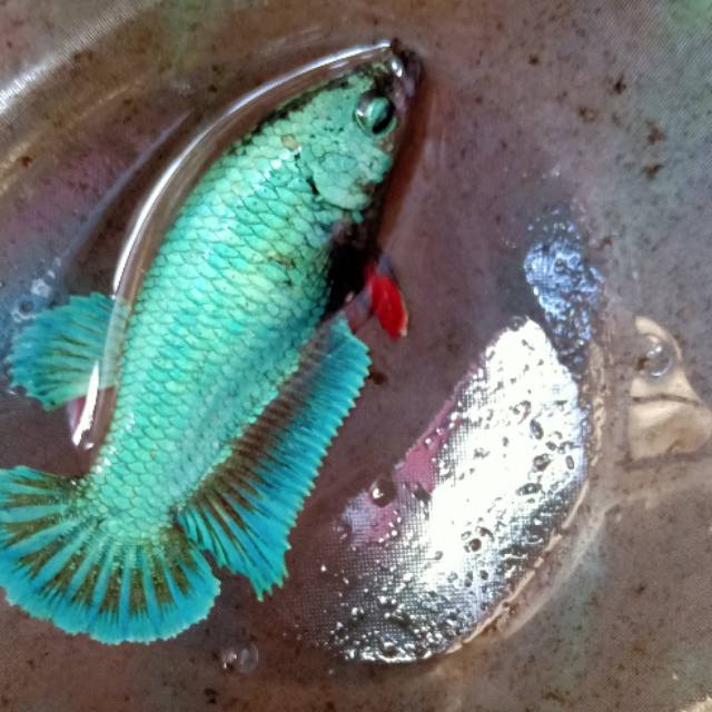 Ikan Cupang Female Besgel M Full Shopee Indonesia