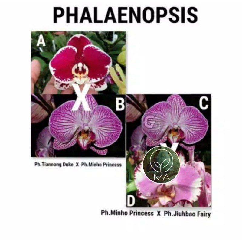 BIBIT BOTOL ANGGREK BULAN HYBRID KOLEKSI LOKAL TAIWAN SIAP AKLIMATISASI