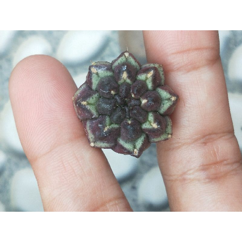 Gymno Daydream 2.3 cm ownroot