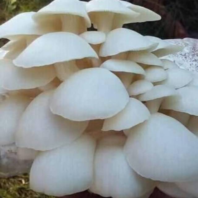 

Jamur tiram (Rp.5.000/250gr)