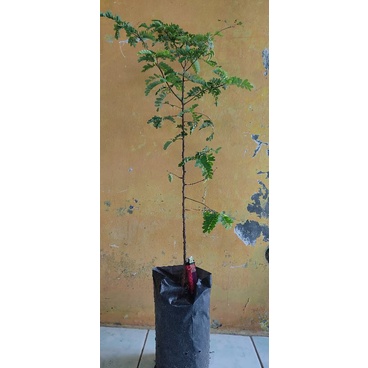 bibit asam jawa(asem manis)program akar