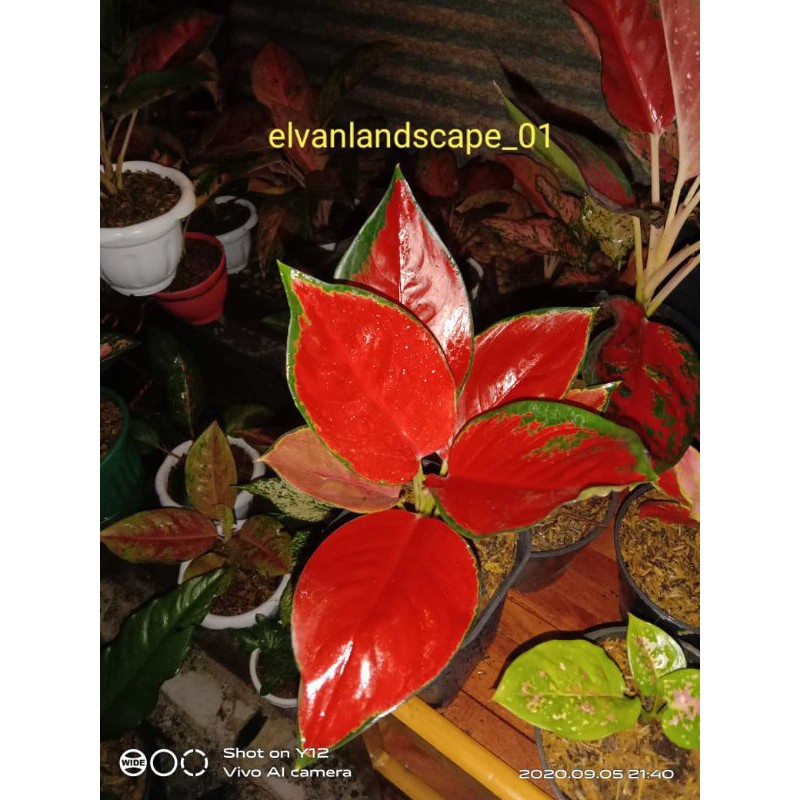 Aglonema suksom jaipong ukuran dewasa