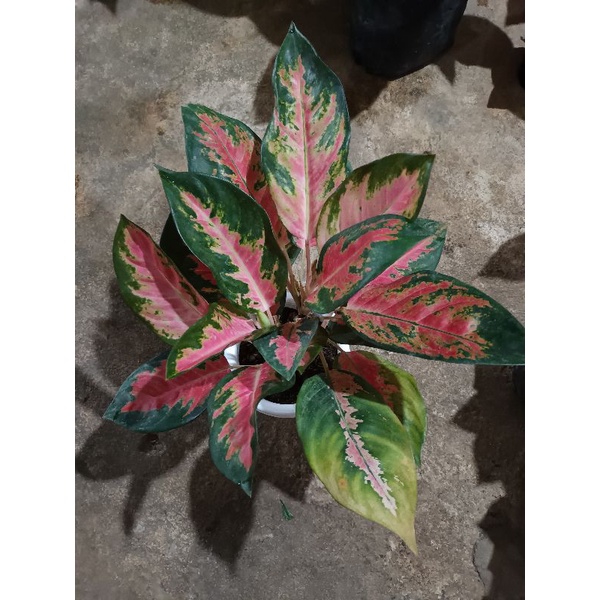 Aglaonema kochin