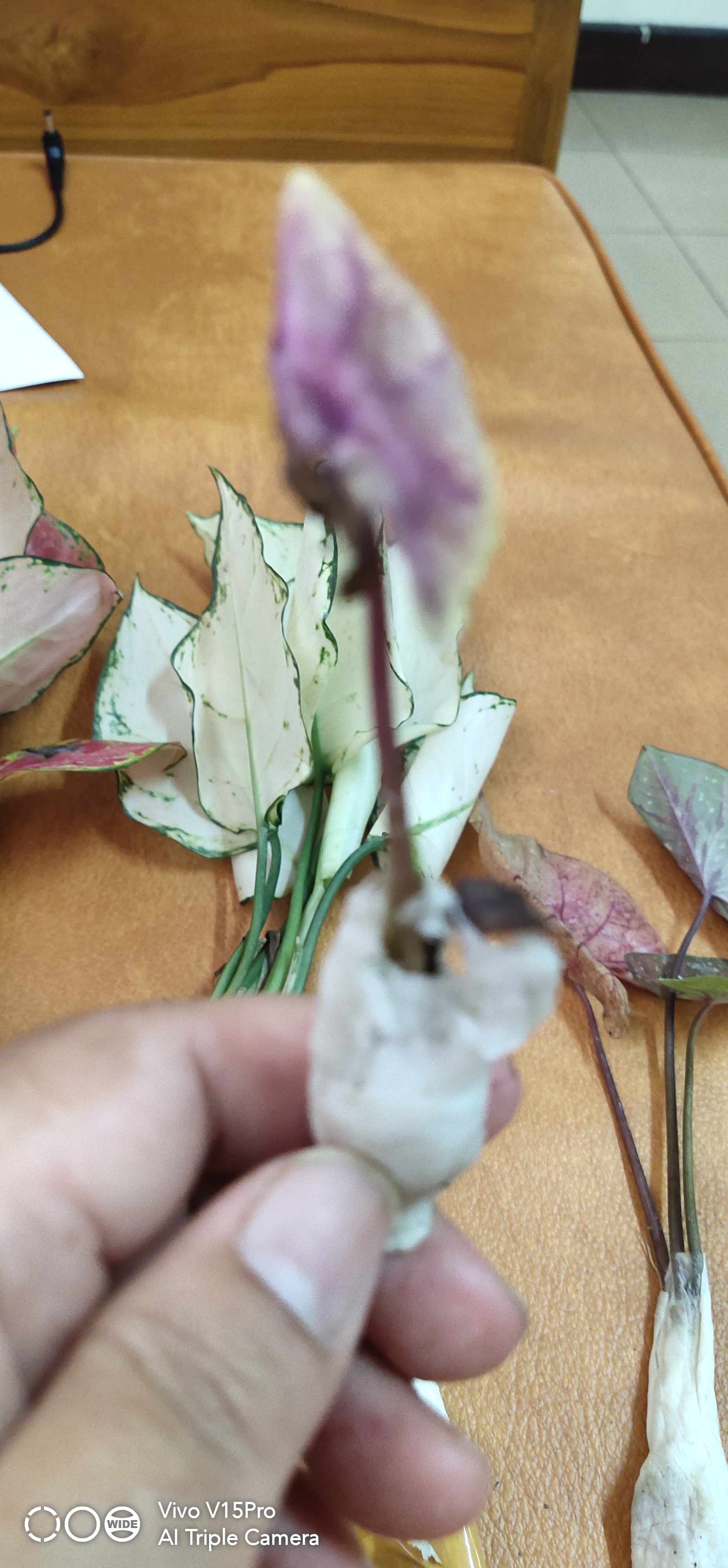 Keladi Hias Red Devil/keladi Import/red Devil