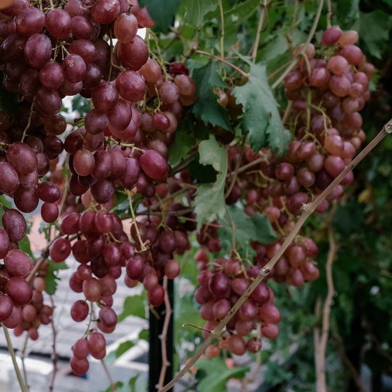 Satu Paket Bibit Anggur Merah Dapat 3 Pohon plus bonus pupuk