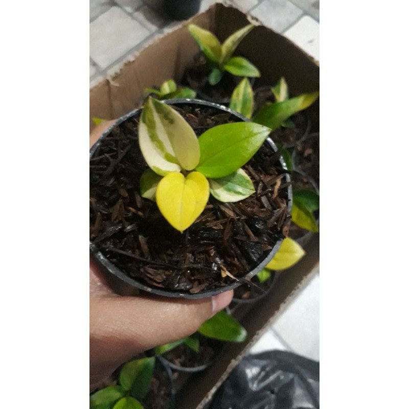 Bibit Jemani Mangkok Varigata Tornado