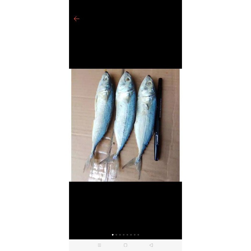 Jual IKAN ASIN GEMONG KAMONG PEDA PUTIH Khas SINGKAWANG Berat 500