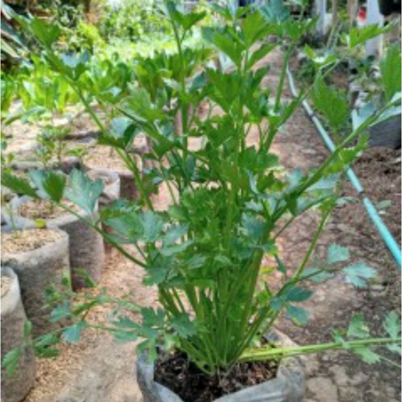 Tanaman Seledri,pohon seledri siap tanam