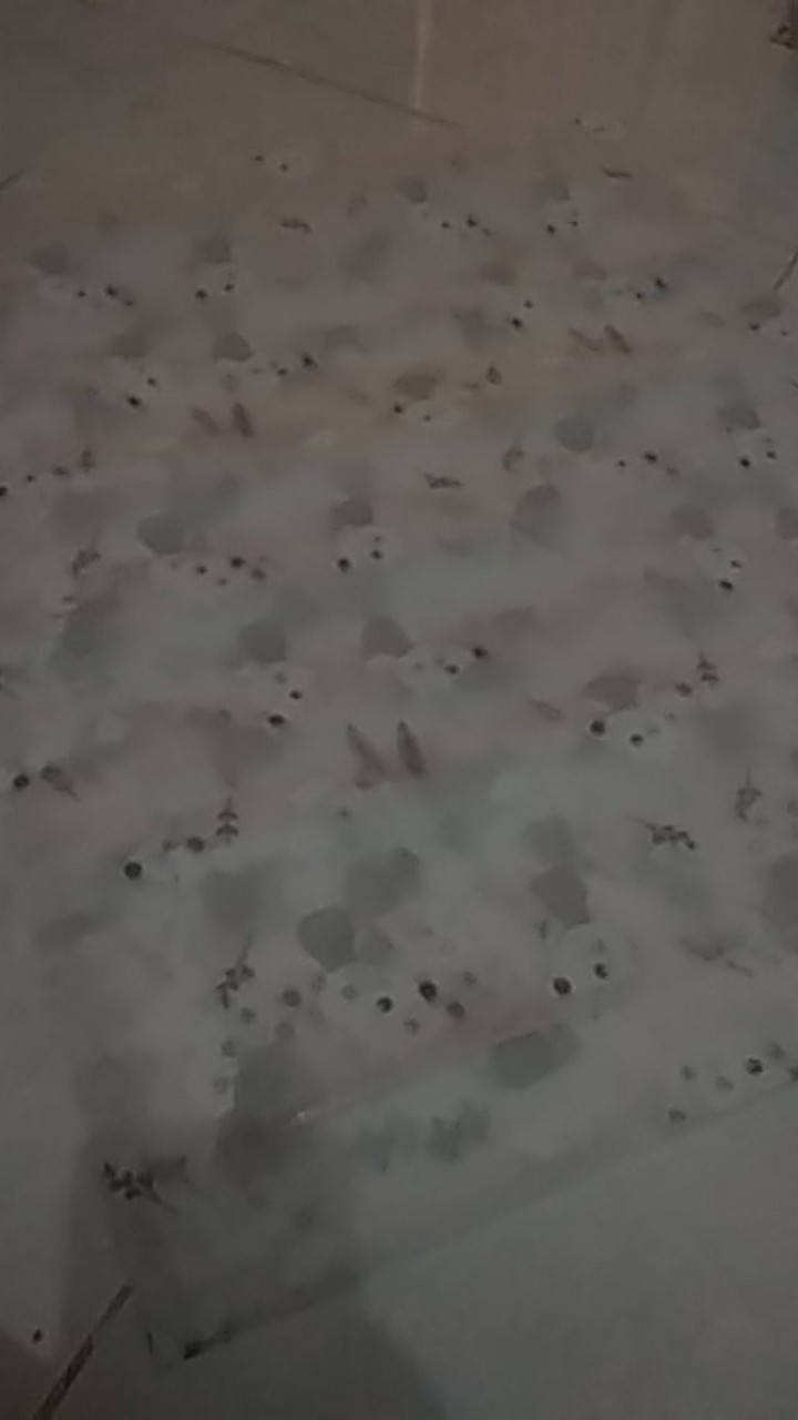 Zipper Storage Bag Polos Plastik Zipper Plastik Waterproof Plastik Anti Air Pakaian Sepatu