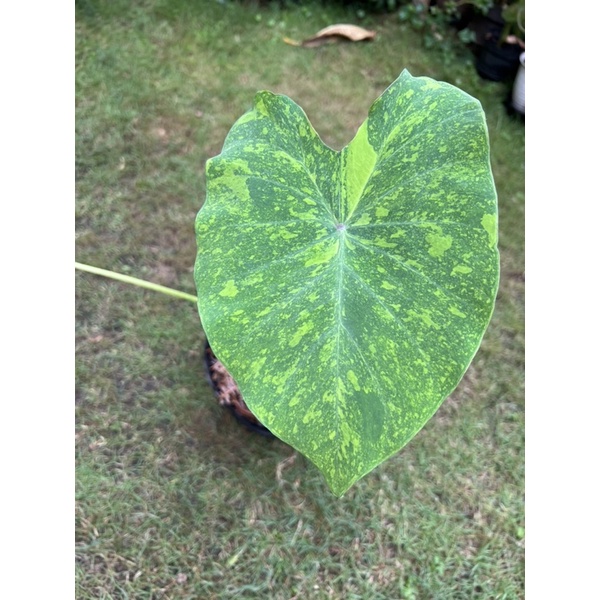 colocasia Midori Sour