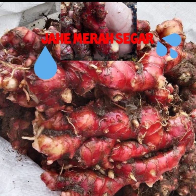 Bibit benih jahe merah unggul 1kg