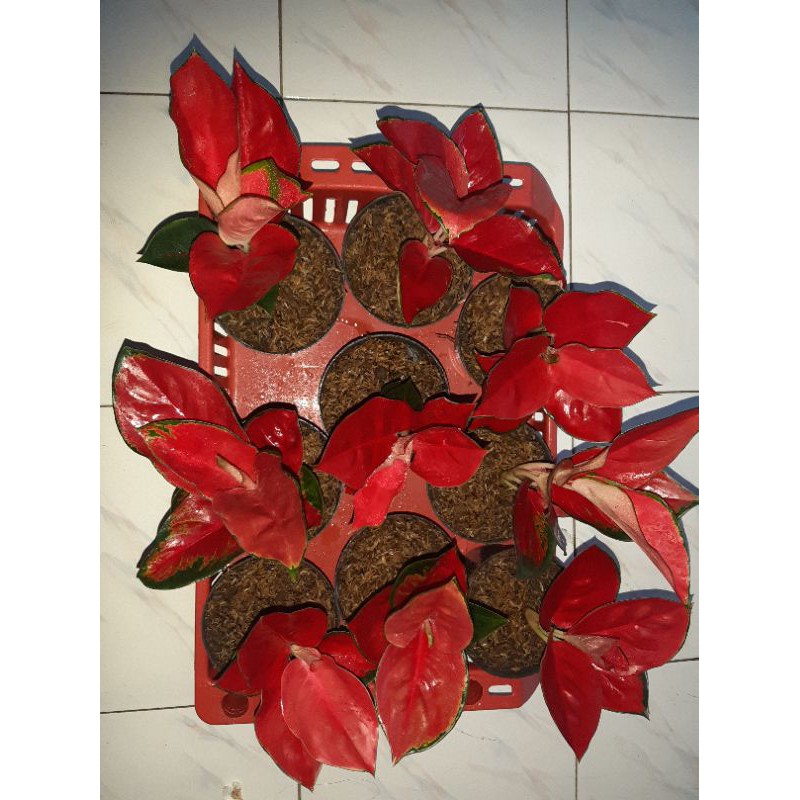 AGLONEMA SUKSOM JAIPONG STANG PENDEK/SUKSOM JAIPONG/SUKSOM CULTURE/AGLONEMA SUKSOM