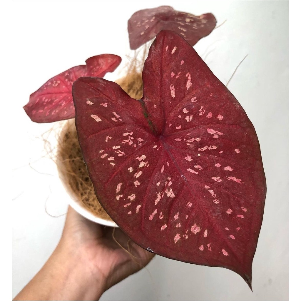 Keladi Red Guardian Keladi Hias Caladium Tanaman Hias Keladi Tanaman Keladi Hidup Tanaman Hias Murah