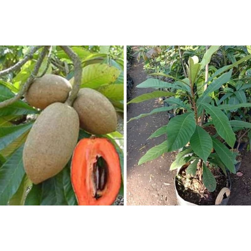 bibit mamey sapote cangkok