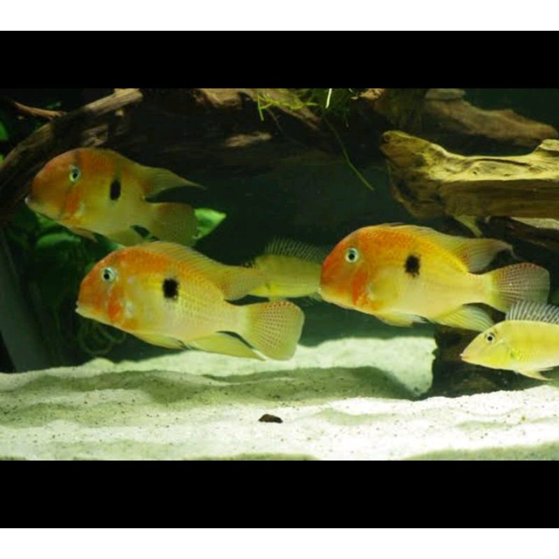 guianacara owroewefi