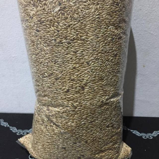Biji kenari seed 1 kg - pakan kenari