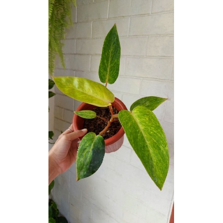 Philodendron Painted Lady