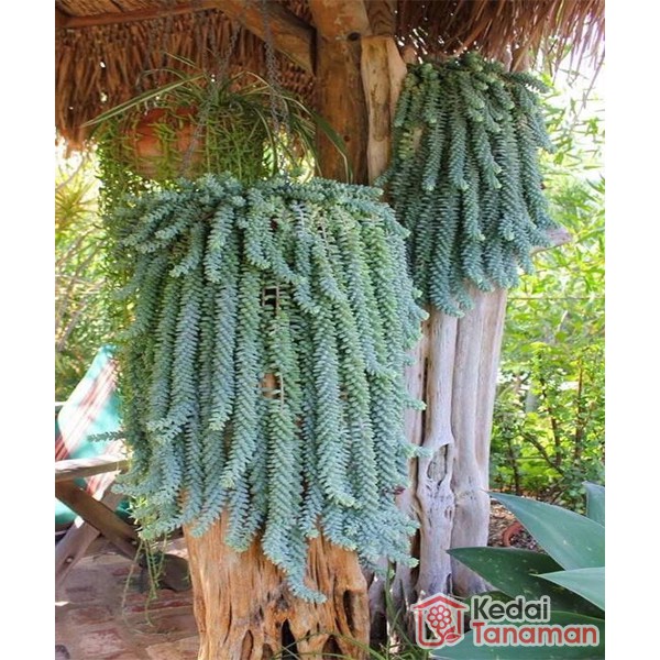 Donkey tail - Tanaman Hias Donkey Tail - Tanaman Air Mata Bunda - BAKUL KEMBANG