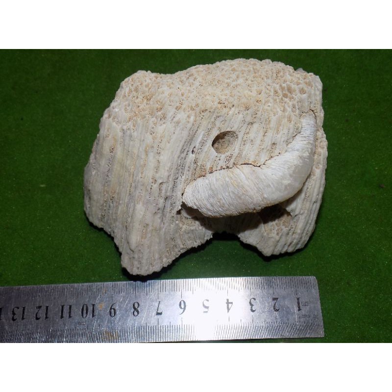 fosil keong siput laut alami dan asli alam sangat langka