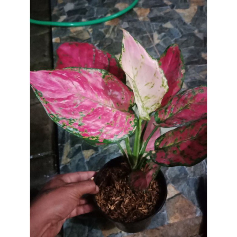 indukan dud anjamani super red