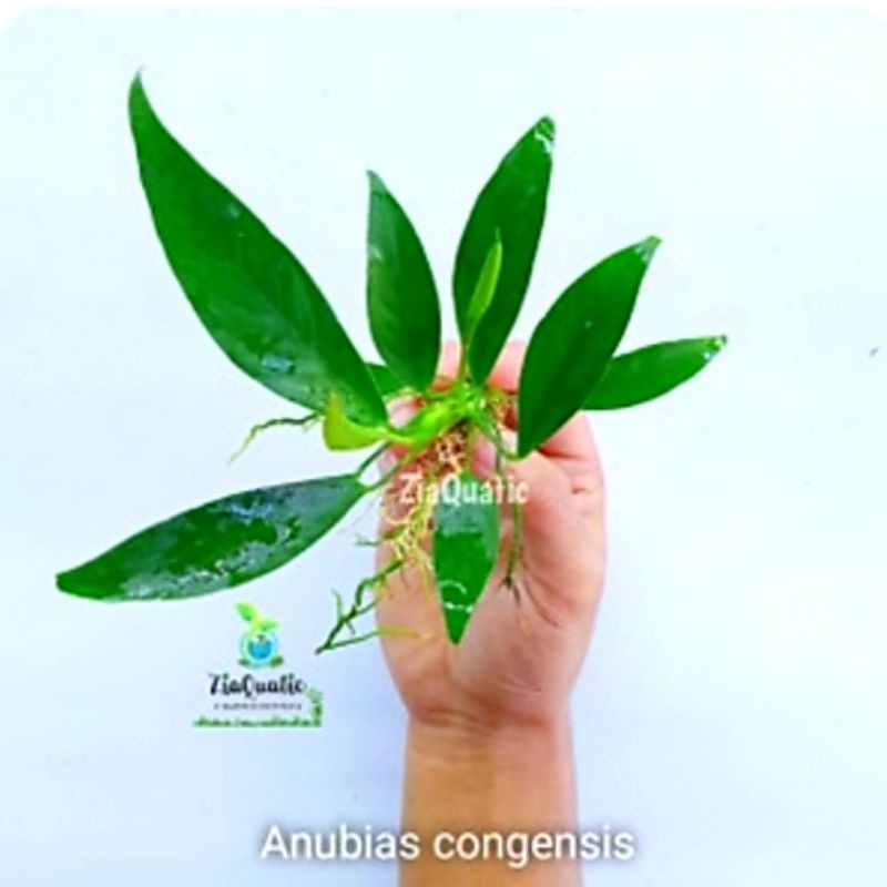 tanaman aquascape anubias congensis