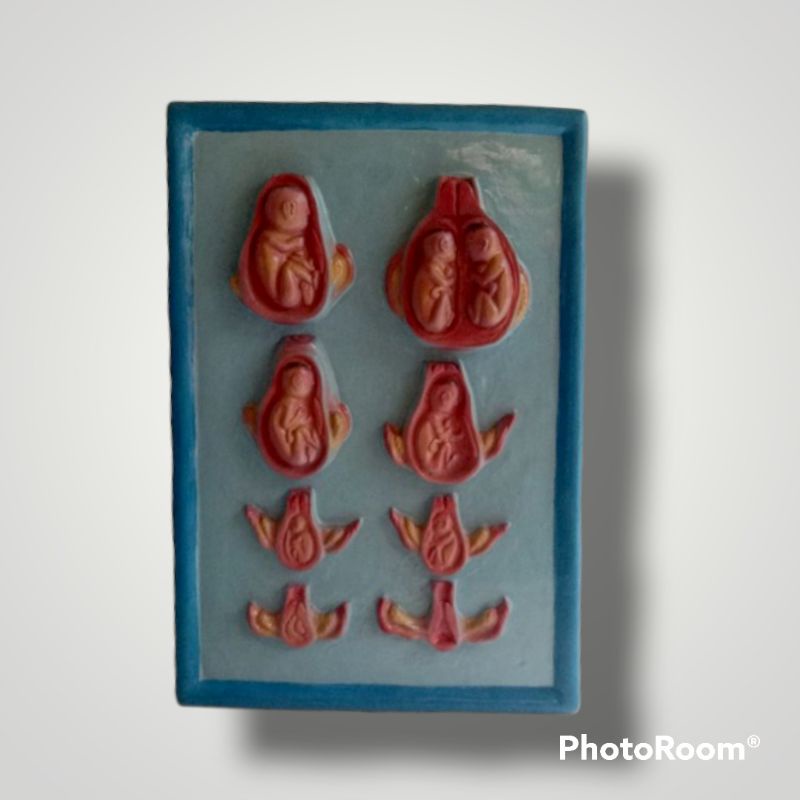 

Penampang model perkembangan janin praktek biologi IPA