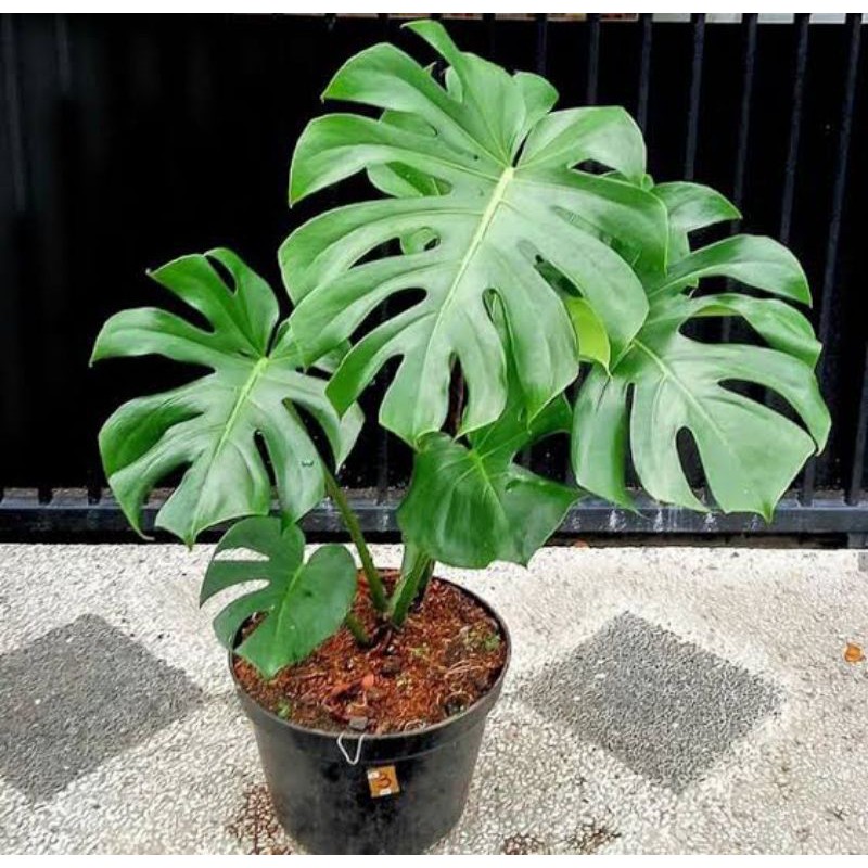 Tanaman hias monstera king Jumbo