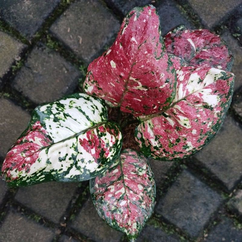 Aglonema Dut Dud Tricolor Tricolour REAL PIC pilihan Tri colour Tri kolor