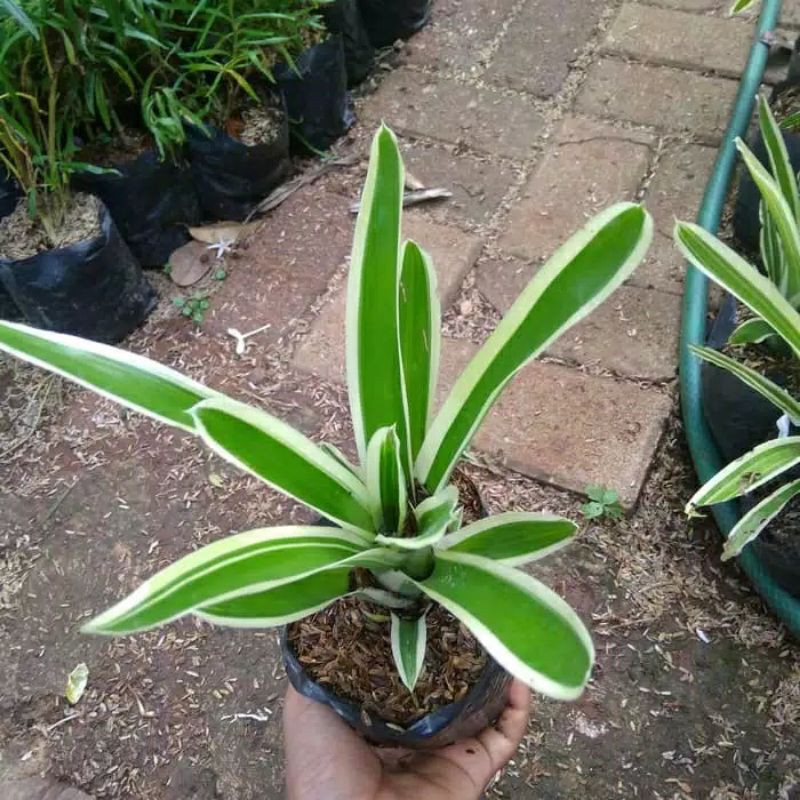 ( BISA BAYAR DI TEMPAT) tanaman hias bromolia varigata // POHON BROMOLIA
