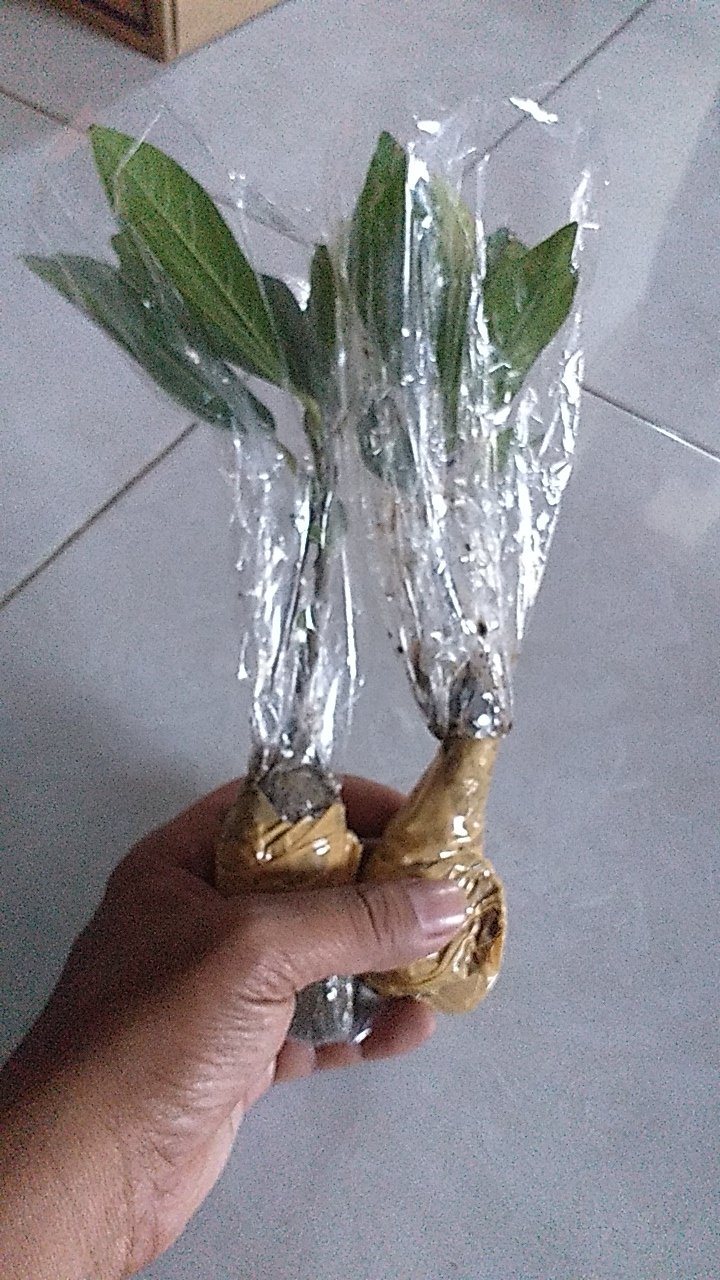 Bibit Bonsai Ficus Loa Dari Biji Bukan Stek