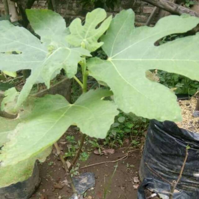 

bibit tanaman buah tin