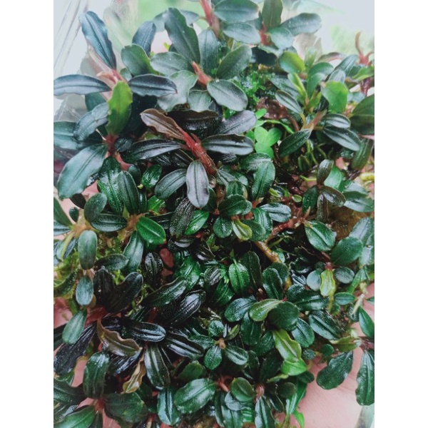 Buce mini phantom (mika)