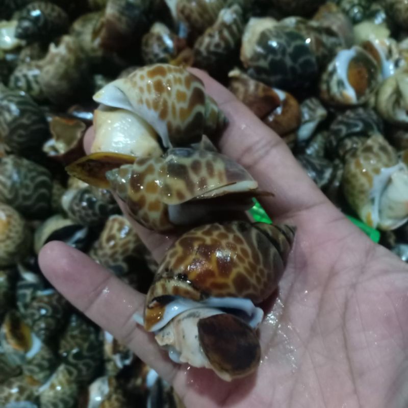 

keong macan