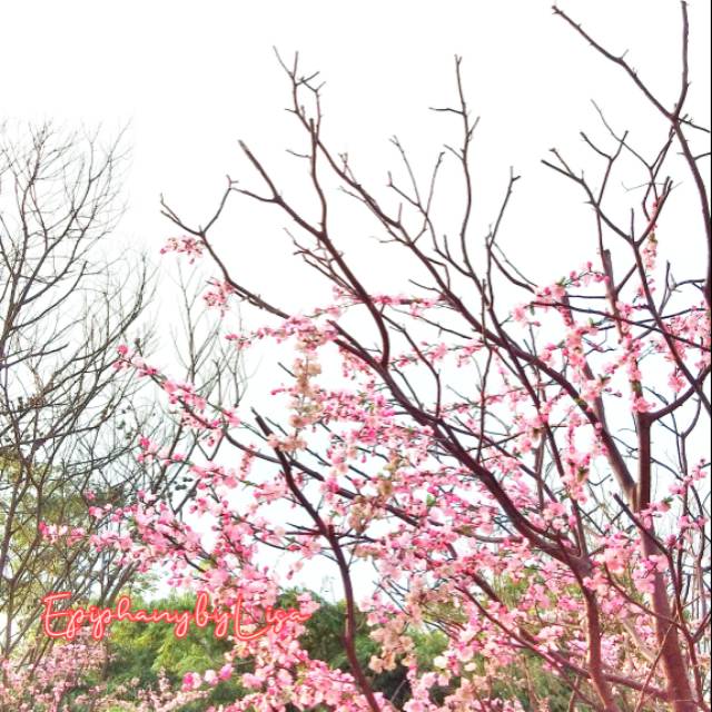 

Postcard (kartu pos / kartu ucapan) Sakura 2