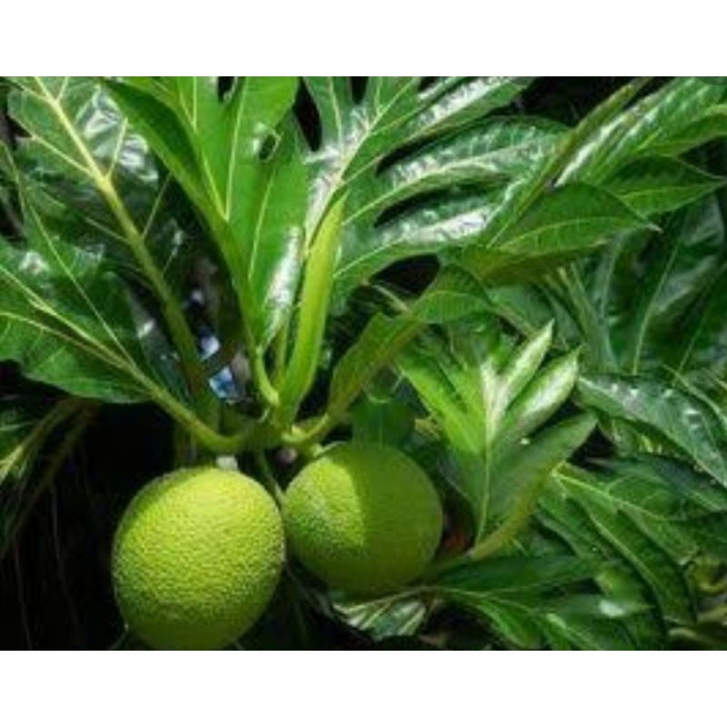 

DaunSukun/Artocarpus altilis 1kg
